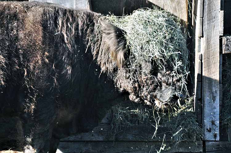 steer wth hay dropped on head